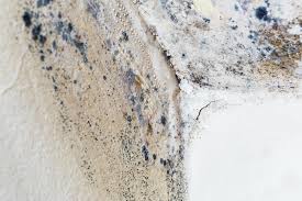 Professional Mold Removal in Blakely, PA